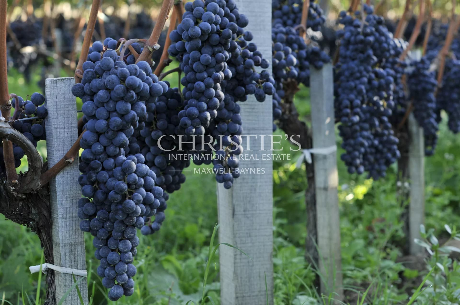 Remarquable domaine viticole familial au cœur de Saint-Émilion Grand Cru