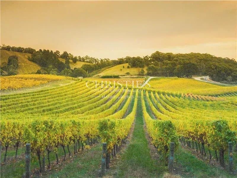 Grande Champagne Vineyard