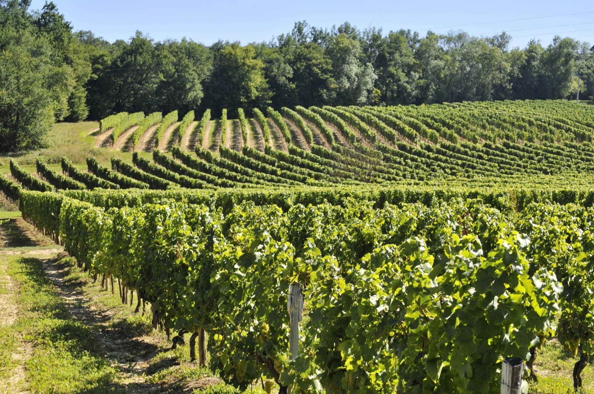 Bordeaux - Remarquable Chartreuse du 17ème siècle avec Vignoble de 3 ha