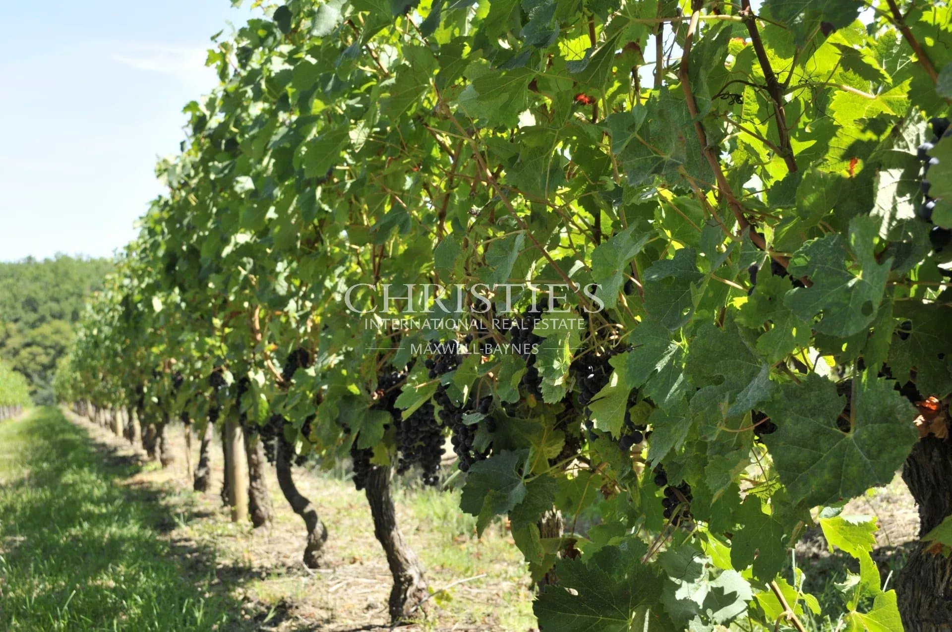 Vineyard in AOC Montagne, Lalande de Pomerol and Bordeaux - Production facilities in good condition