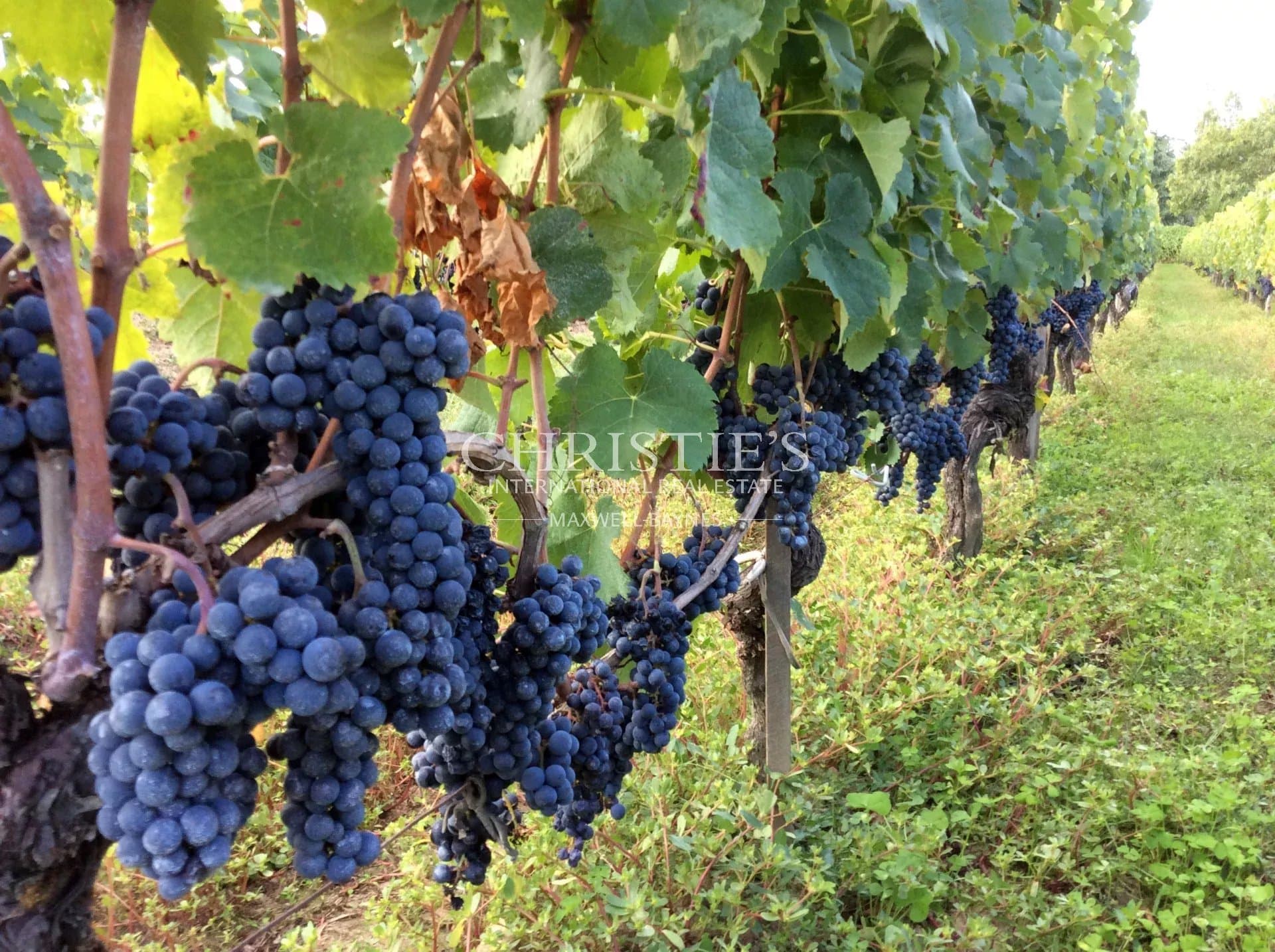 Magnifique propriété viticole familiale près de Saint-Émilion