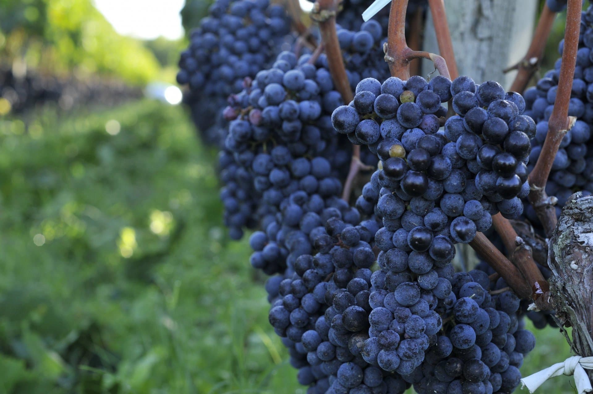 Saint Emilion Grand Cru vineyard