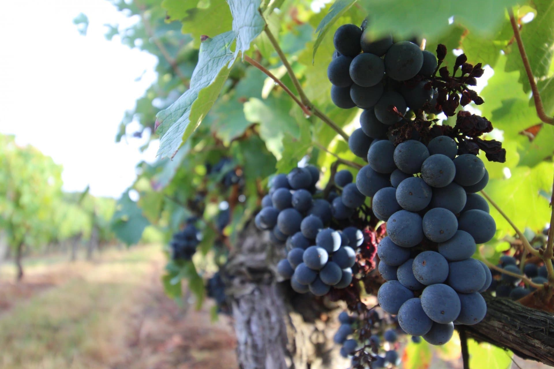 Beautiful Bordeaux vineyard estate of 80 ha with 21 ha of vines