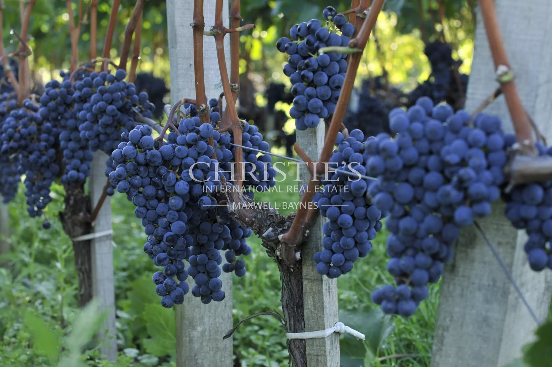 Saint-Émilion AOP vineyard - approx. 9 ha with complete operating infrastructure