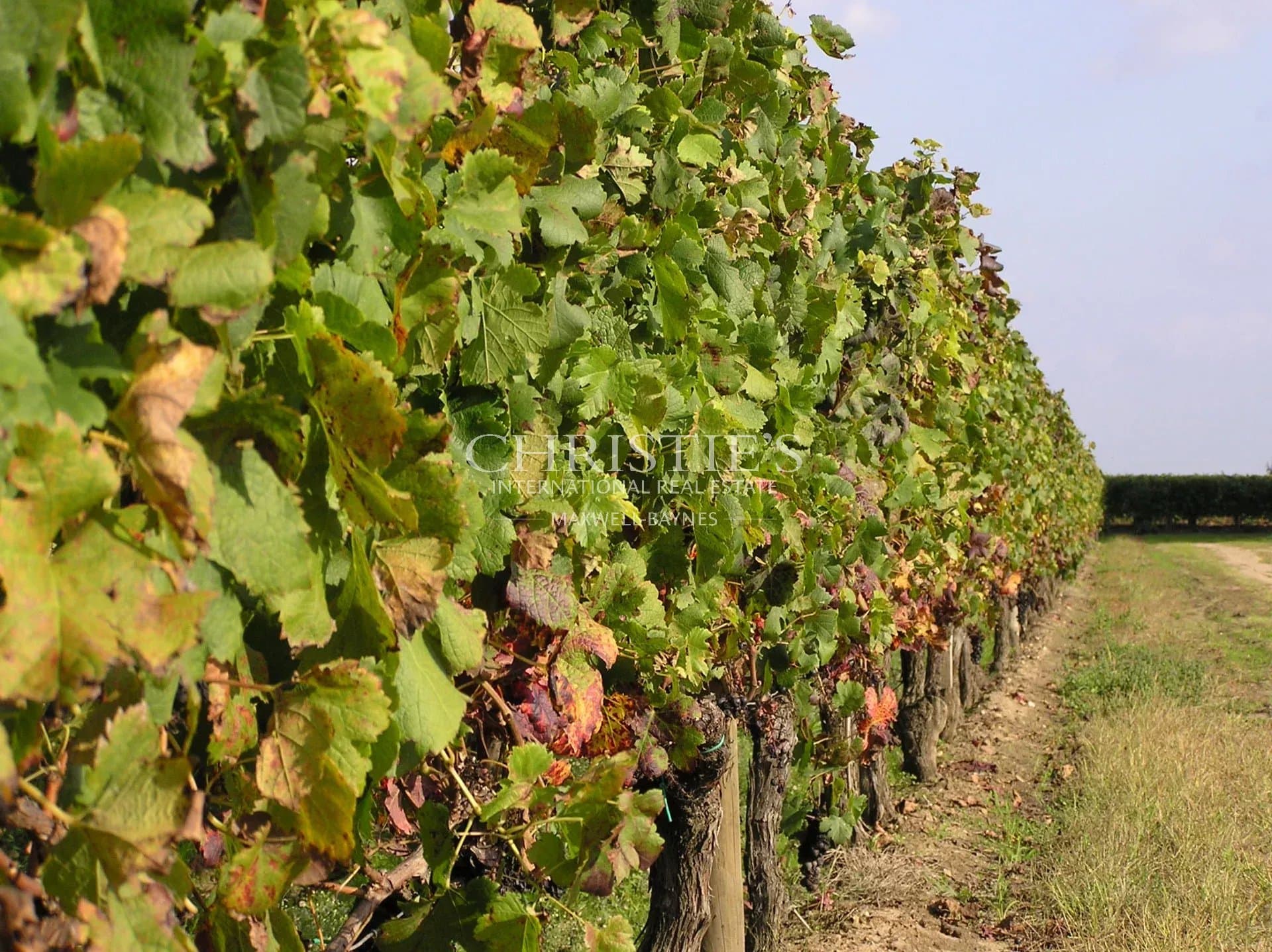 Parcelle de vigne en appellation Saint-Emilion Grand Cru de près d'un demi hectare