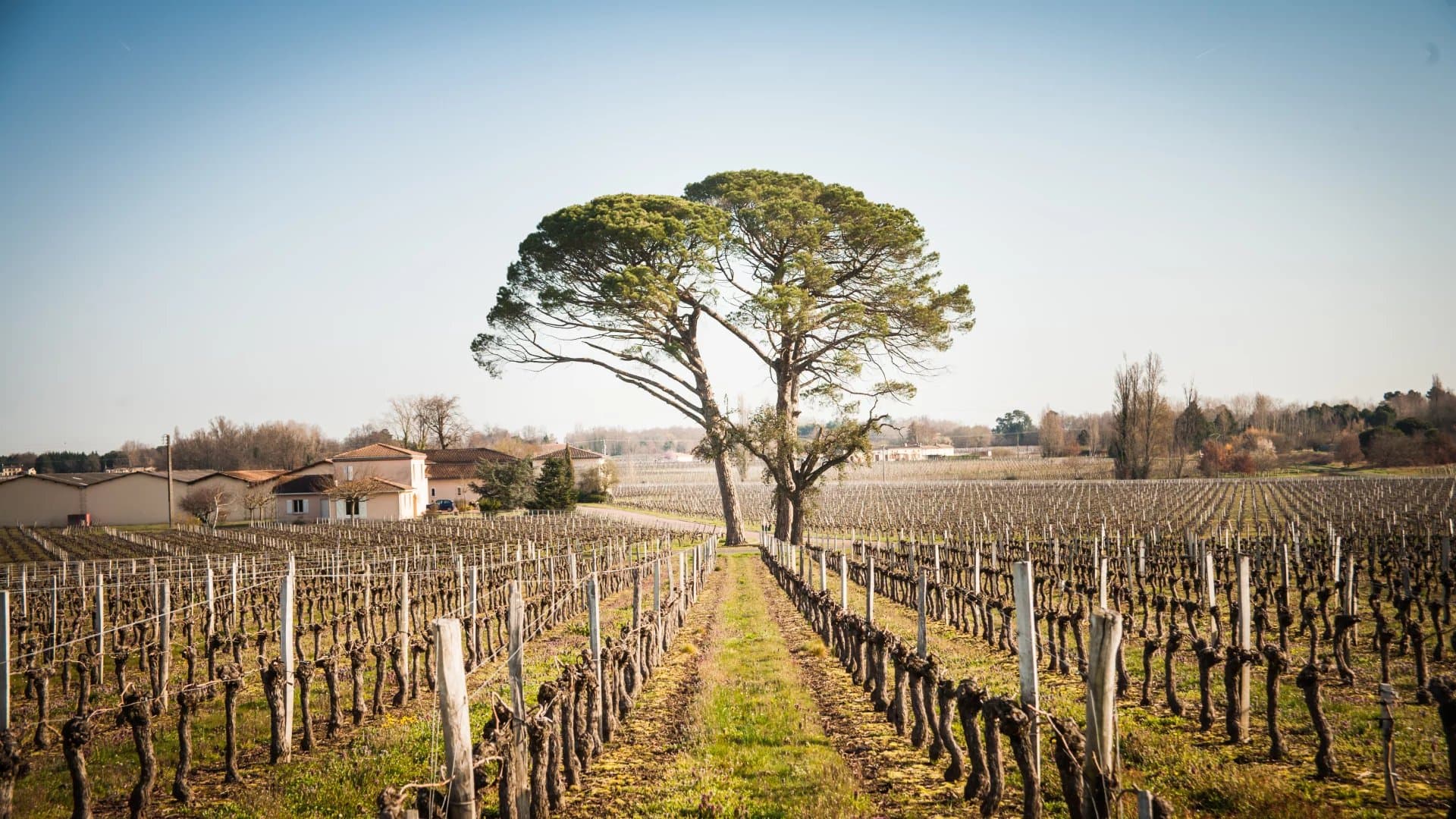 Propriété clé en main de 60 ha - Top vignoble - Outil de production