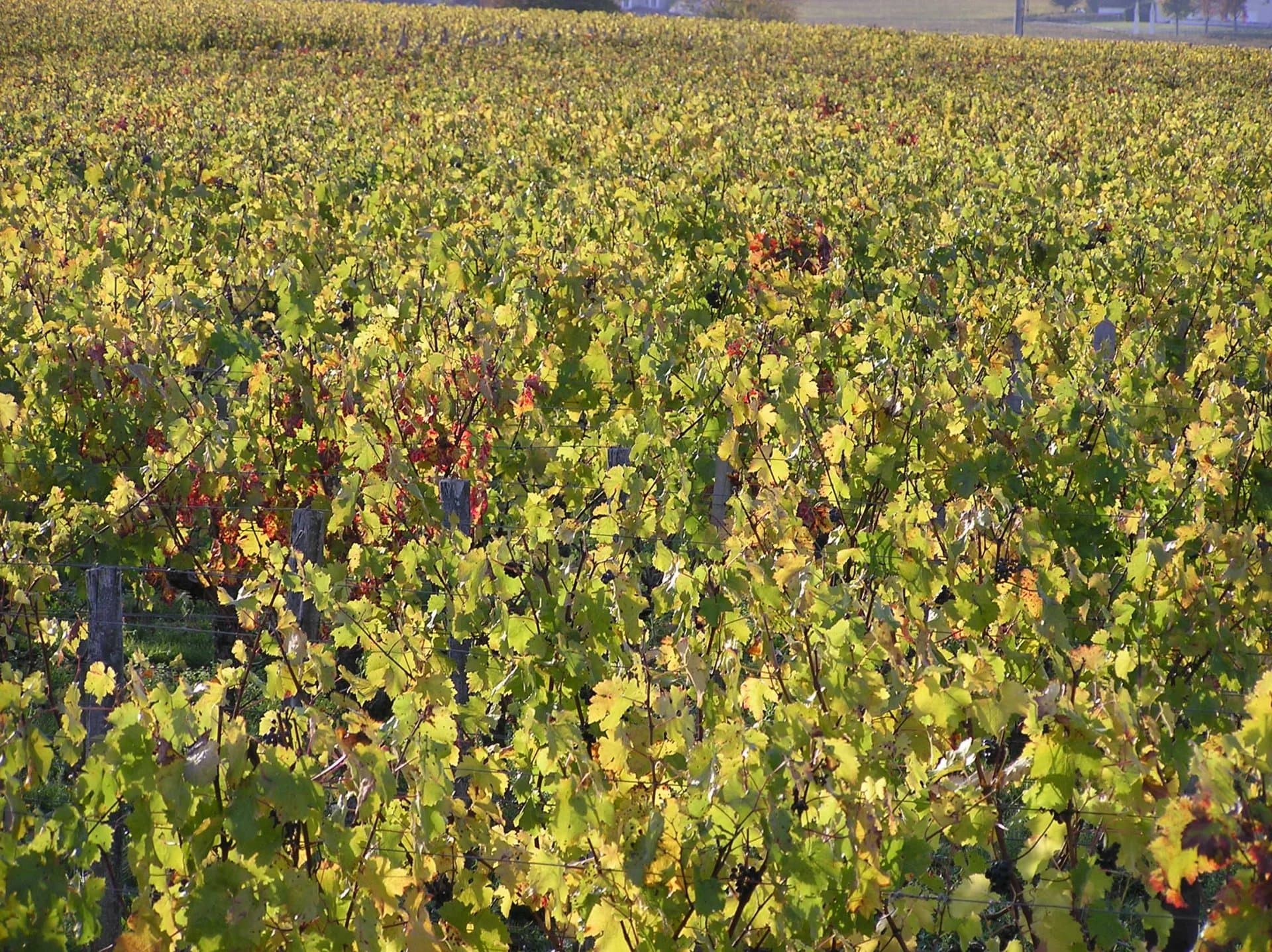 Parcelle de vigne d'un seul tenant de plus de 5 hectare