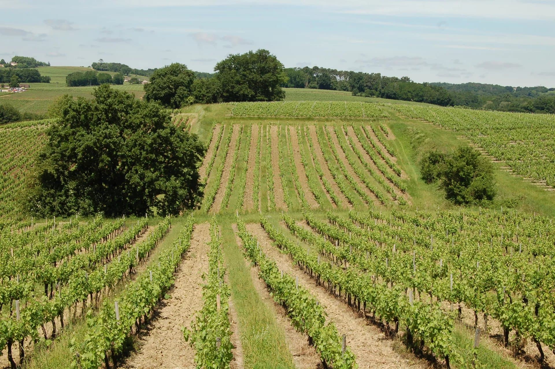 Propriété viticole de 8 hectares - Beau terroir - AOC Côtes de Bourg