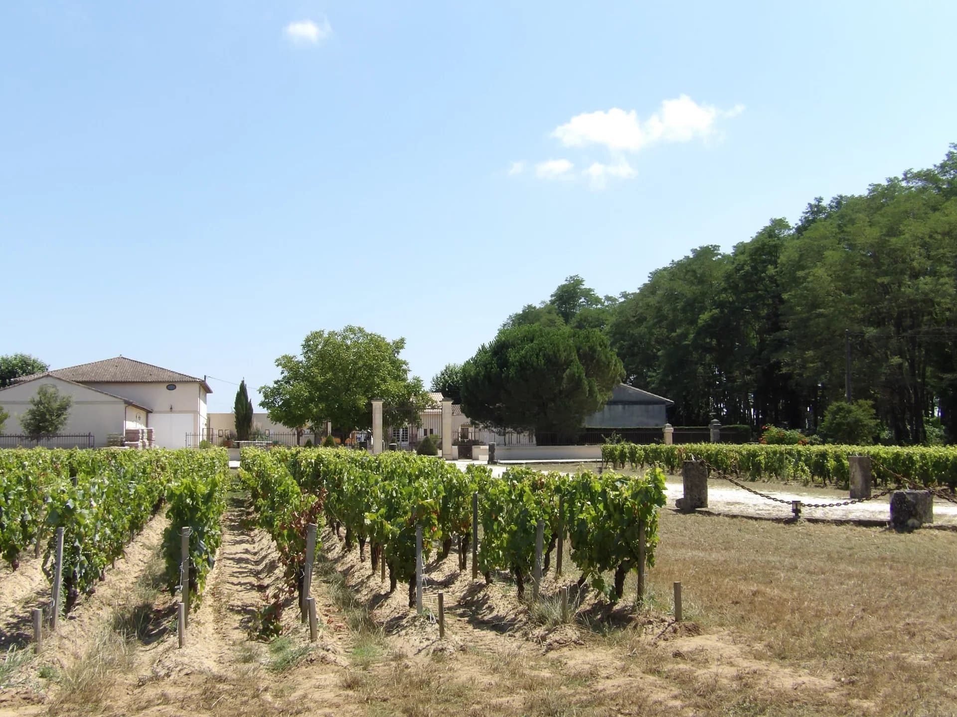 For sale Vineyard of 9 ha of AOC Haut Médoc - Quality production facilities