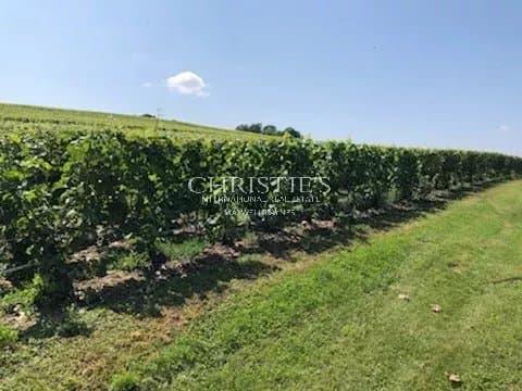 Investment in Champagne vines