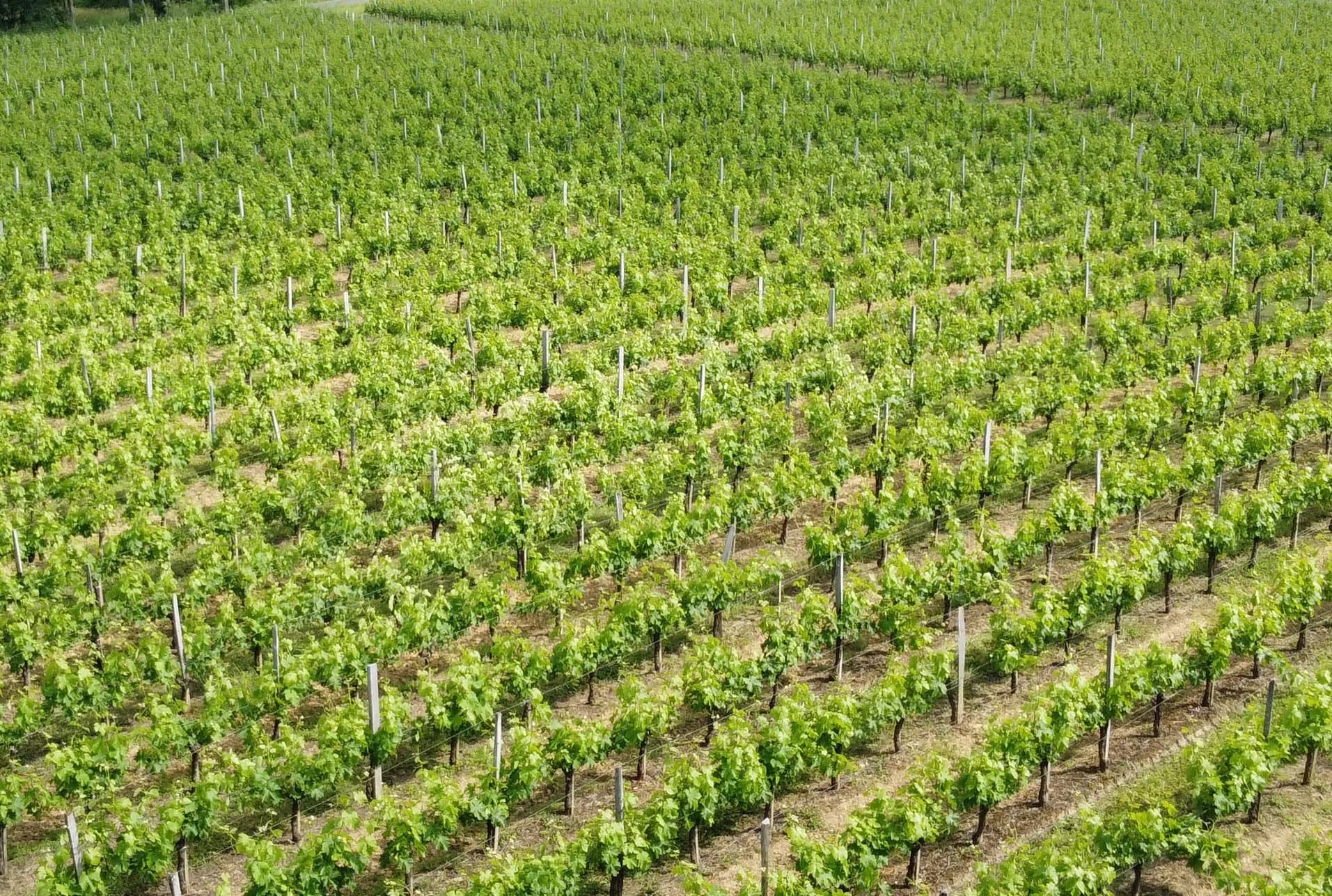For sale charming vineyard estate with stone house, well-kept and renowned vineyard.