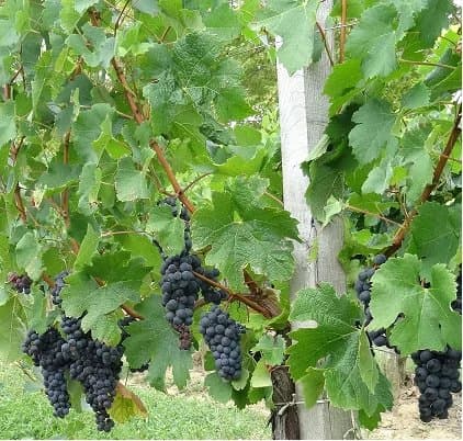 Parcelle de vignes en AOC Castillon Côtes de Bordeaux