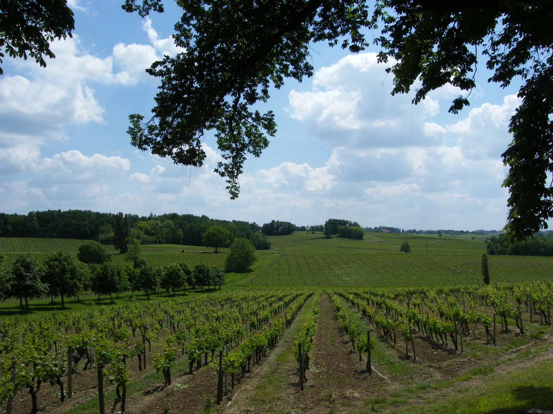 Beau domaine viticole proche de Saint-Émilion