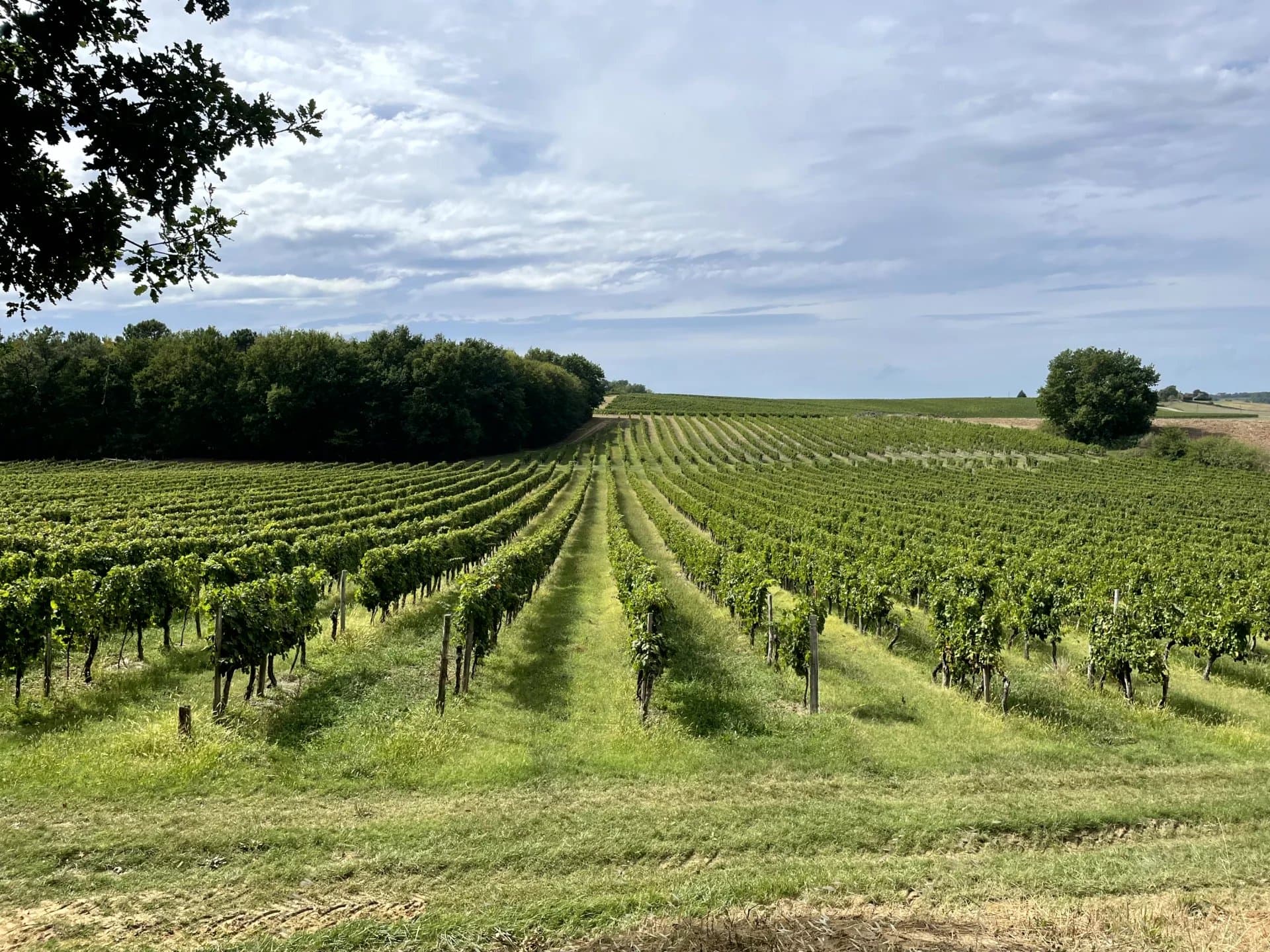 For sale at Duras, Renowned vineyard estate
