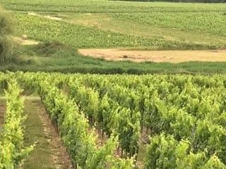 A vendre Vignoble familial près de Saint-Emilion