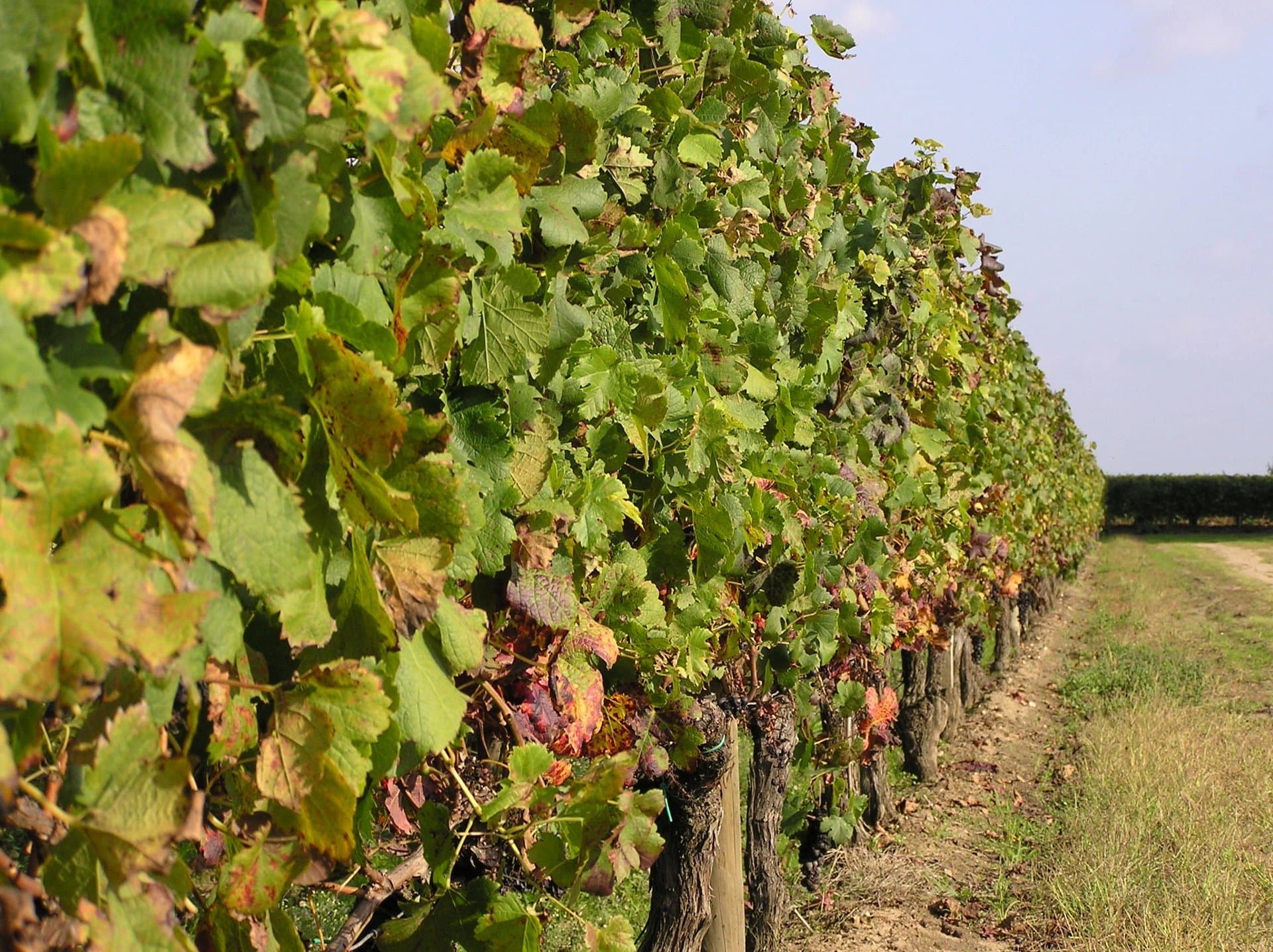 Saint-Emilion vineyard parcel for sale