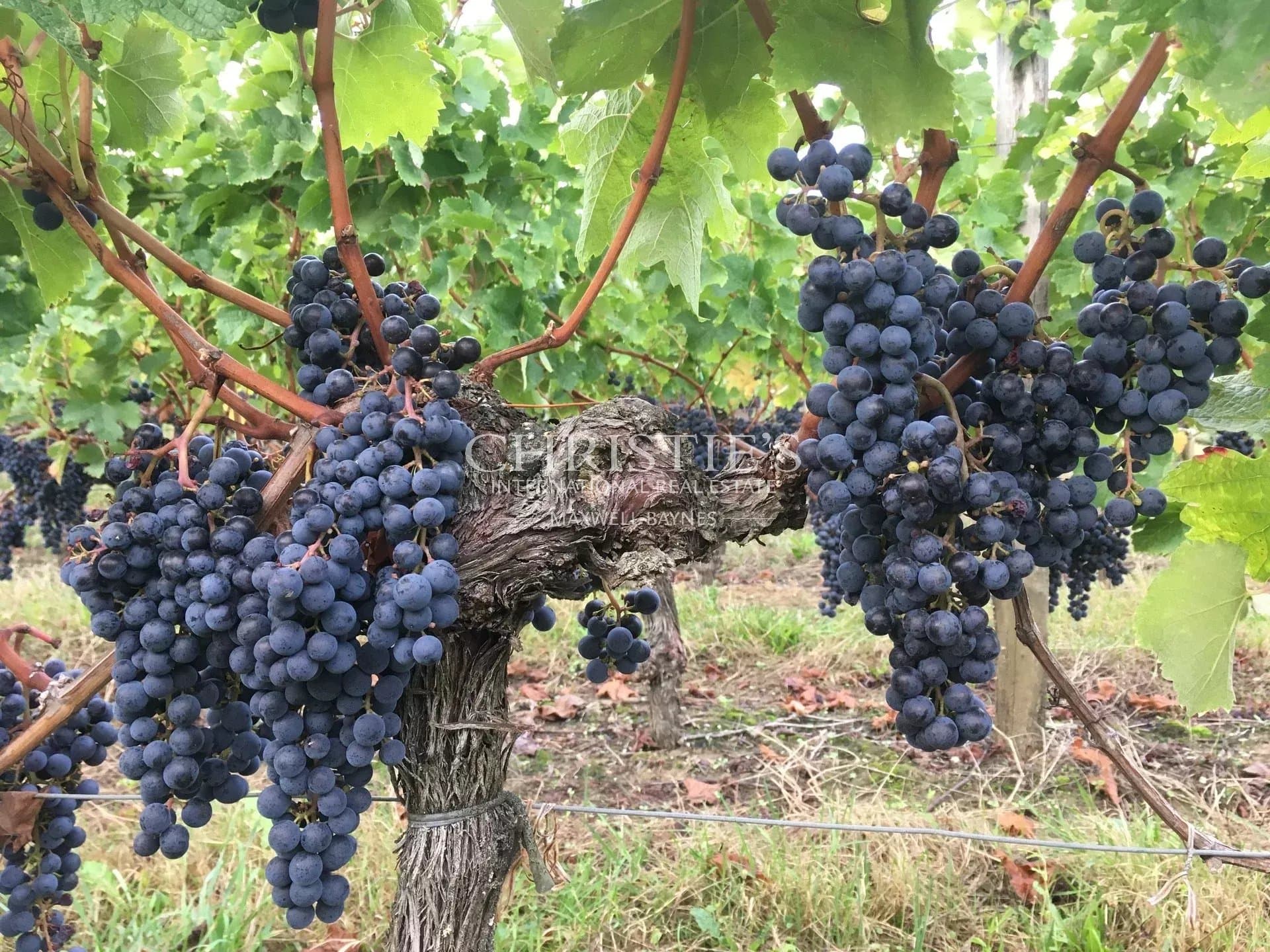 Parcelles de vigne à Saint-Emilion