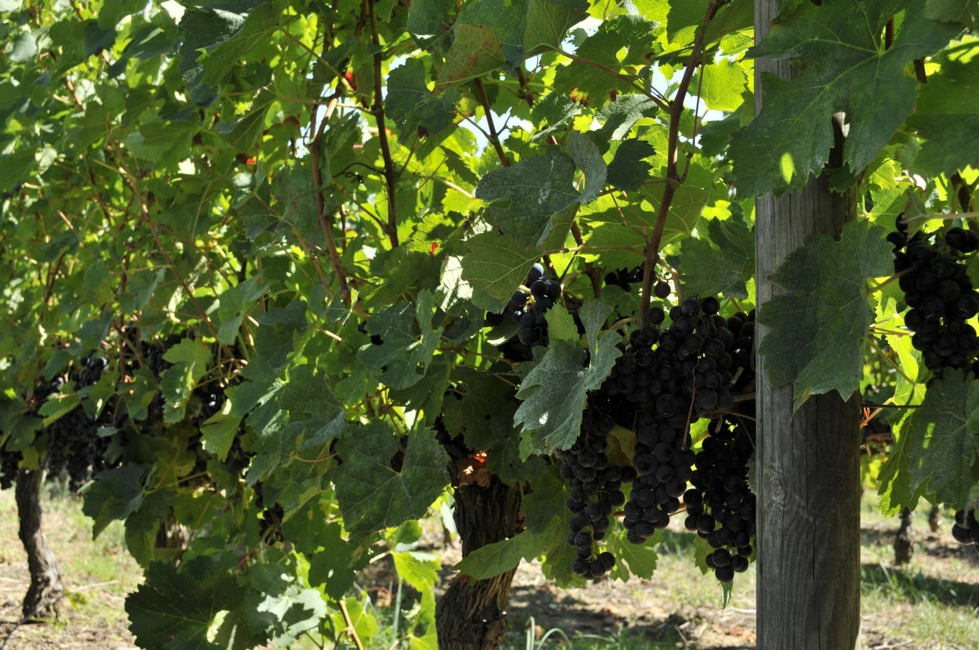 Propriété St Emilion Grand Cru à vendre