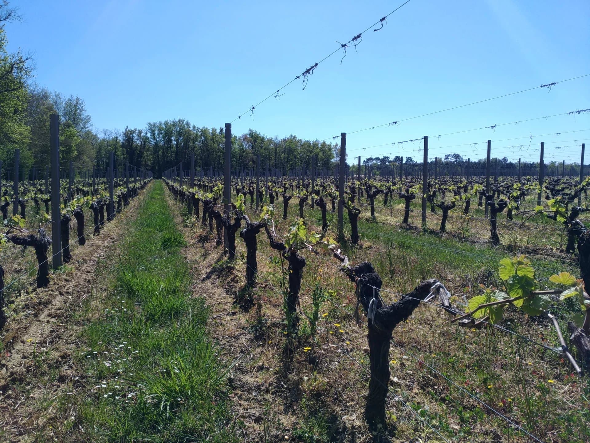 Vineyard in AOC Listrac - Great terroir - Quality and well equipped infrastructure