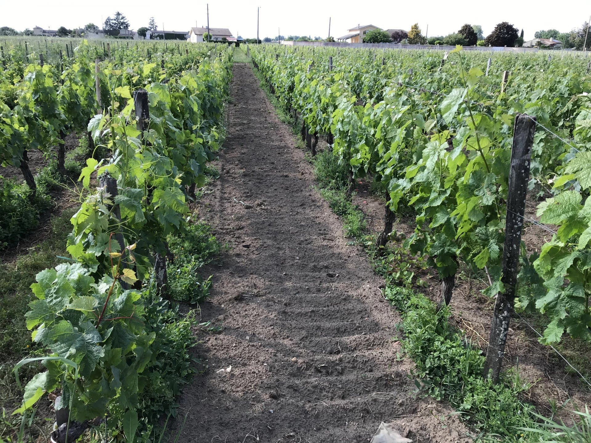 Vineyard parcels with farm buildings near Saint-Emilion