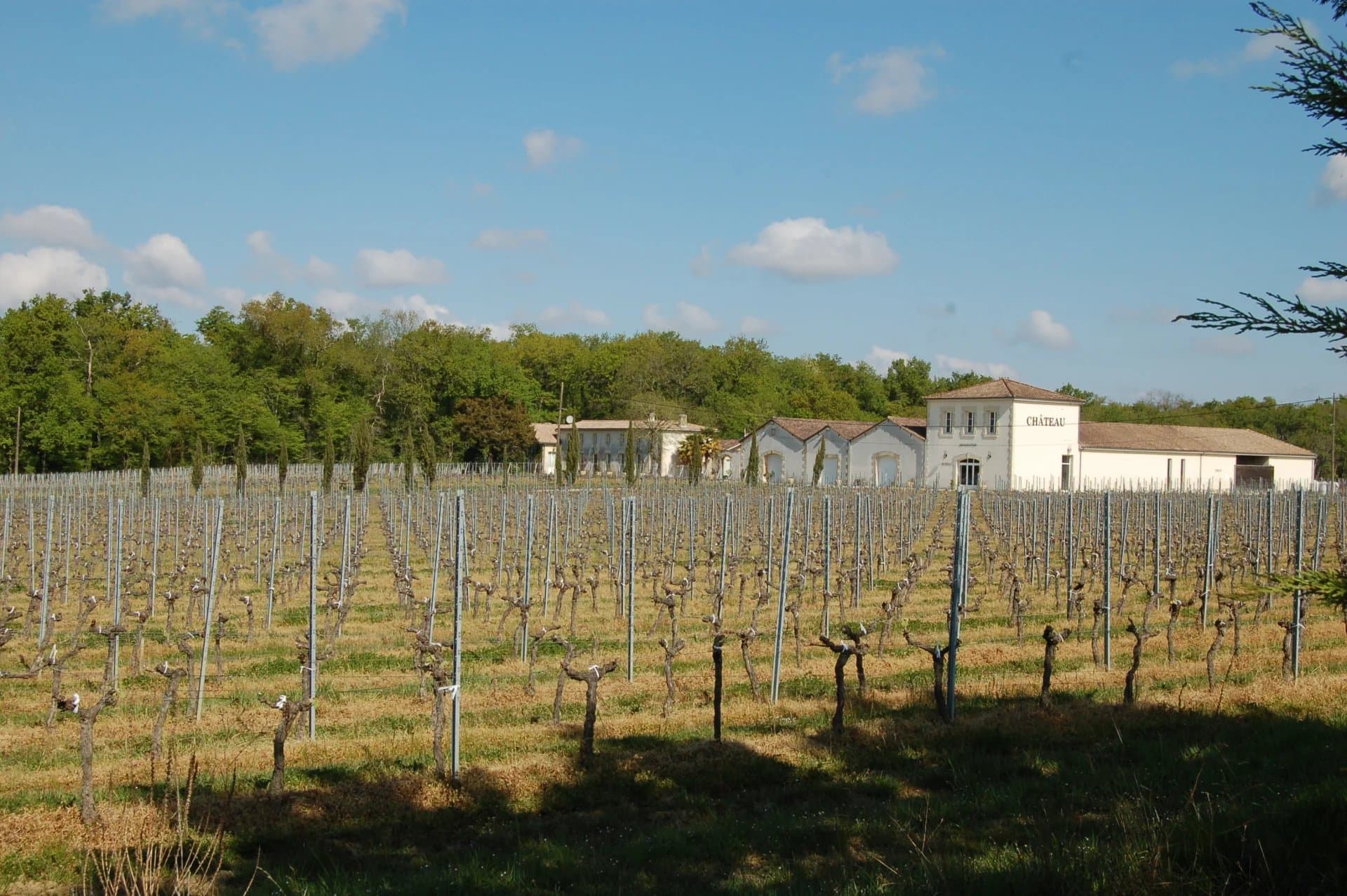 Vineyard estate with very modern winery - Charming renovated stone house